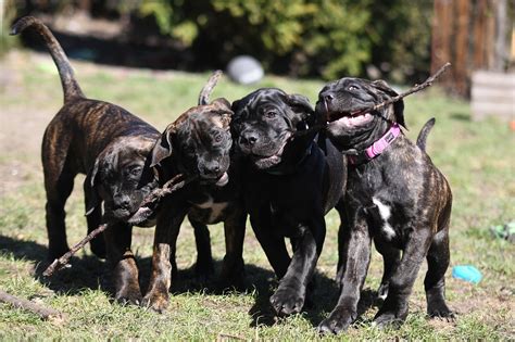 50 Free Canecorso And Cane Corso Photos Pixabay