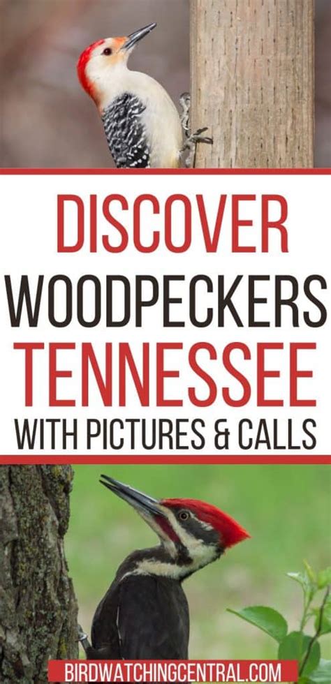 Species Of Woodpeckers In Tennessee Birdwatching Central