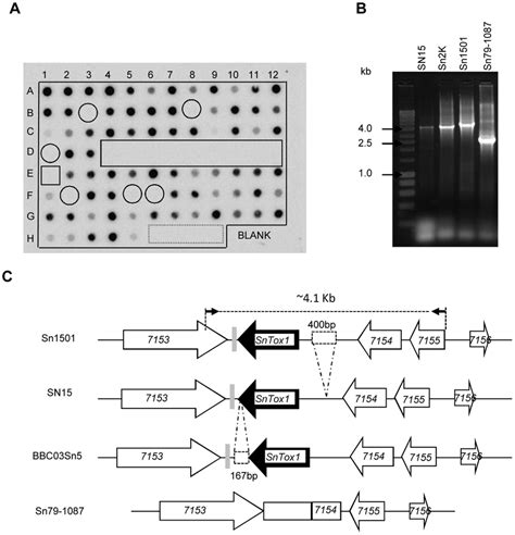 Distribution Of Sntox1 In S Nodorum Isolates And Variation In Its Download Scientific Diagram