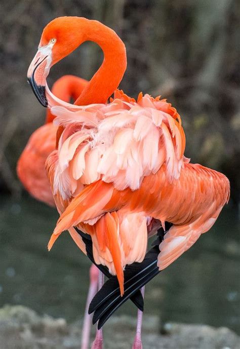 Gorgeous Flamingo Pics To Celebrate Pink Flamingo Day Artofit