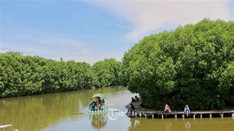 Bantah Adanya Peningkatan Kerusakan Hutan Klhk Deforestasi Indonesia