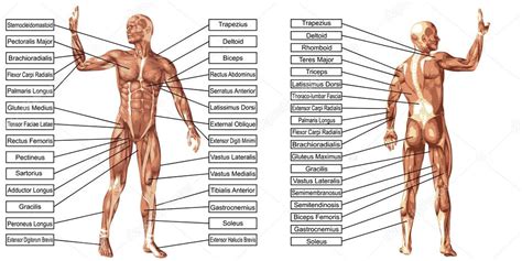 Man Anatomy And Muscles Text Stock Photo Design36 103619510