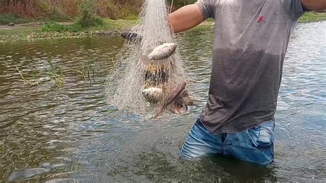 Pescando Tilapia De Tarrafa Youtube