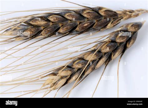 Wild wheat (Triticum dicoccoides Stock Photo - Alamy