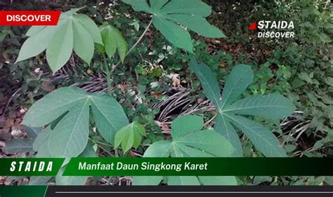 Ketahui Manfaat Daun Keladi Tikus Untuk Kesehatan Dan Cara Pengolahannya