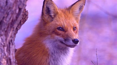 Fox Wallpaper Free - WallpaperSafari