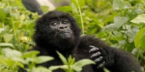 7 Days Uganda Gorillas Primates Safari Journeys Uganda