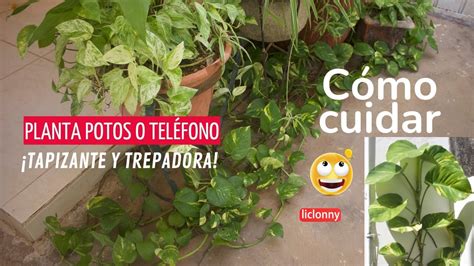 Cómo cuidar el Potos o planta Teléfono como trepadora y tapizante