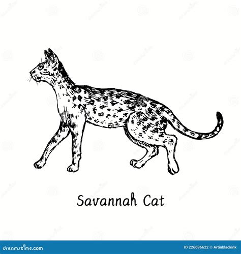 Savannah Cat Standing Side View. Ink Black And White Doodle Drawing ...