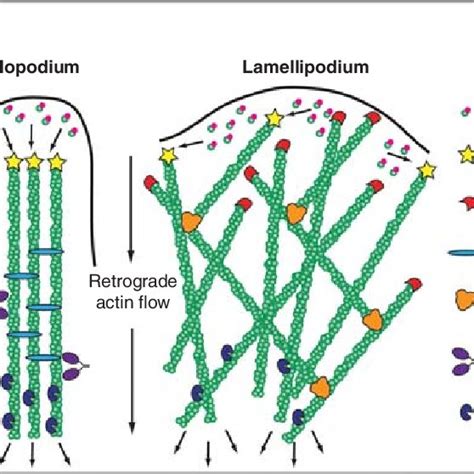 Structural Characteristics Of F Actin And Actin Associated Proteins