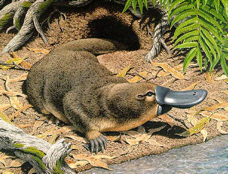 Daily Protein Science: Platypus Unique Australian Animal