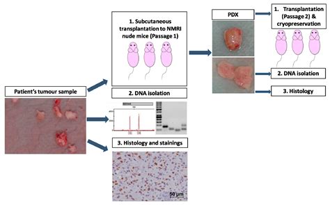 Cancers Free Full Text Establishment And Characterisation Of