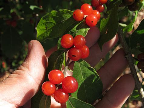 Autumn Olives The Invasive Superberry Northeast Superfoods