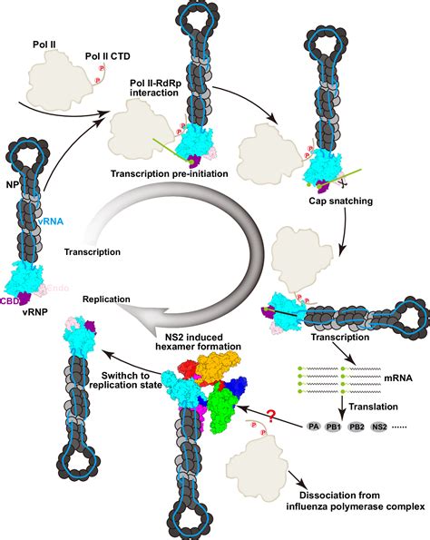 Ns Induces An Influenza A Rna Polymerase Hexamer And Acts As A