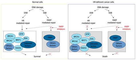 Exploiting The Homologous Recombination Dna Repair Network For Targeted Cancer Therapy