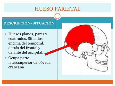 SOLUTION Parietal Y Esfenoides Studypool