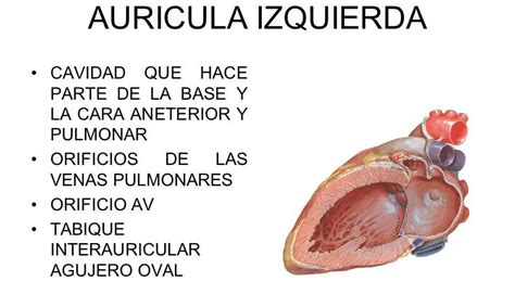 Aurícula Izquierda Definición Anatomía Función Hipertrofia Y Más