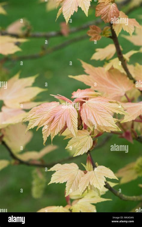 Sycamore Leaves Aceraceae Hi Res Stock Photography And Images Alamy