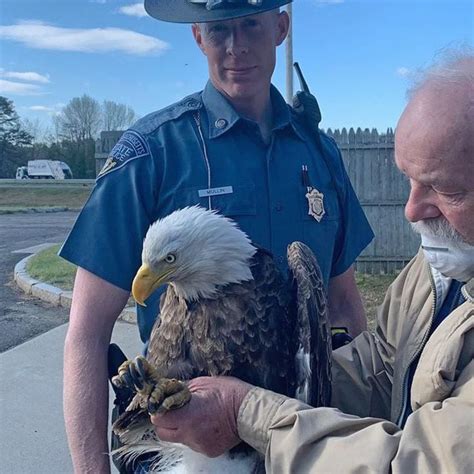 Injured Bald Eagle Rescued From West Springfield Highway