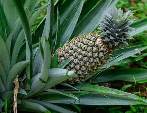 Comment Cultiver Et Entretenir L Arbre Ananas La Maison