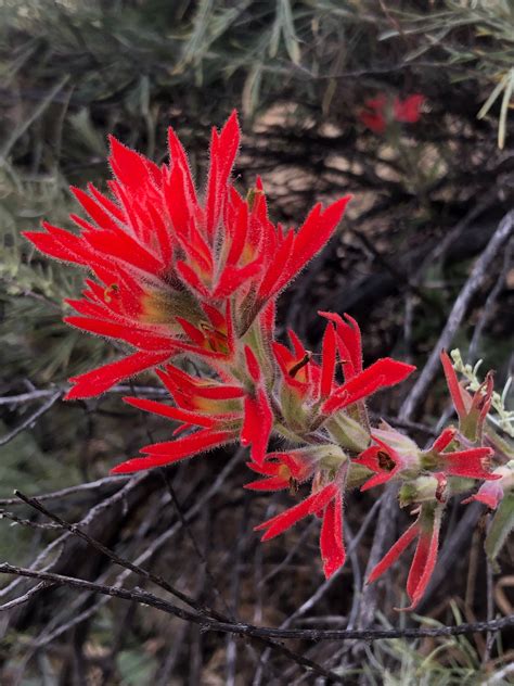 Indian Paintbrush Flower Seed Castilleja Affinis Starfish Honey