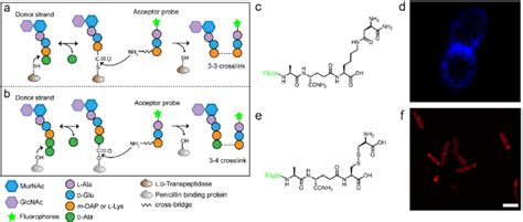 Acyl Acceptor Peptide Probes Used In Inquiring Pgn Cross Linking A