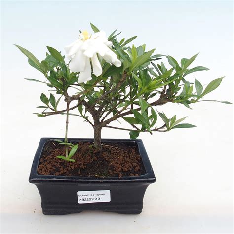 e-Bonsai - Indoor bonsai - Gardenia jasminoides-Gardenia