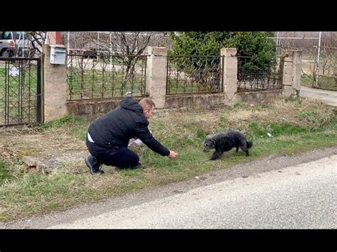 La Cucciola Di Labrador Retriever Sasha Stata Riportata A Casa Dai