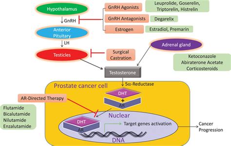 Cardiovascular Effects Of Androgen Deprivation Therapy For The