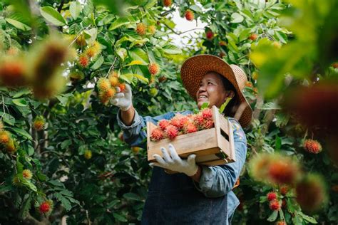 Fruit You Should Definitely Try In Thailand Amazing Asia Tours