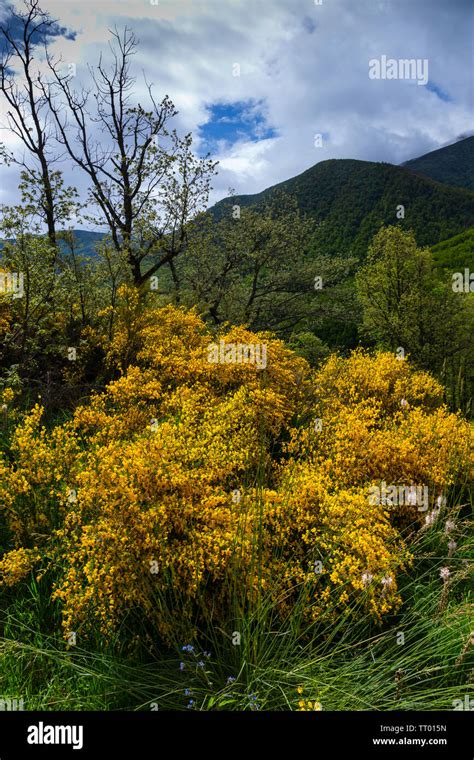 Fuentes Del Narcea Dega A E Ibias Parque Natural Asturias Espa A