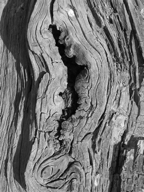 Wood Grain 2 Free Photo Download Freeimages