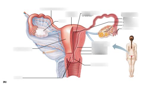 Figure B Internal Reproductive Organs Of The Human Female Part