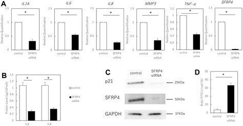 Downregulation Of Senescence Associated Secretory Phenotype By