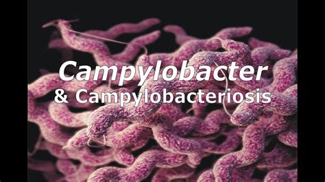 Campylobacter And Campylobacteriosis Youtube