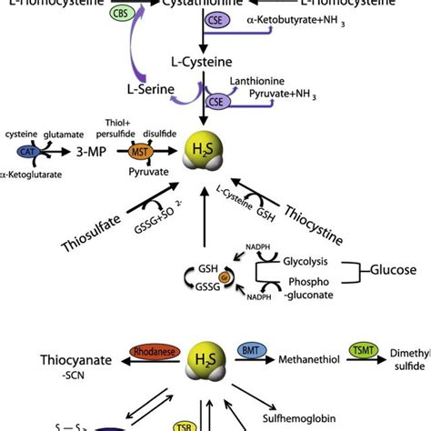 Enzymatic And Non Enzymatic Synthesis Of H S And Its Metabolism