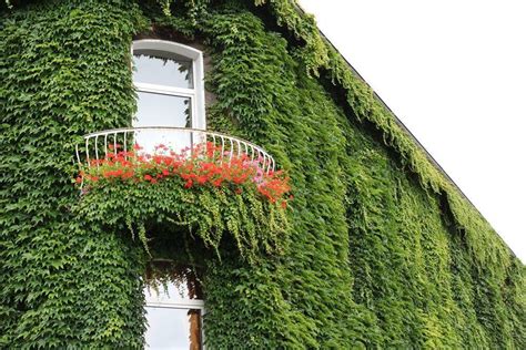 Cómo decorar el exterior de tu casa con plantas trepadoras o