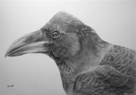 Crow Pencil Sketch At Explore Collection Of Crow