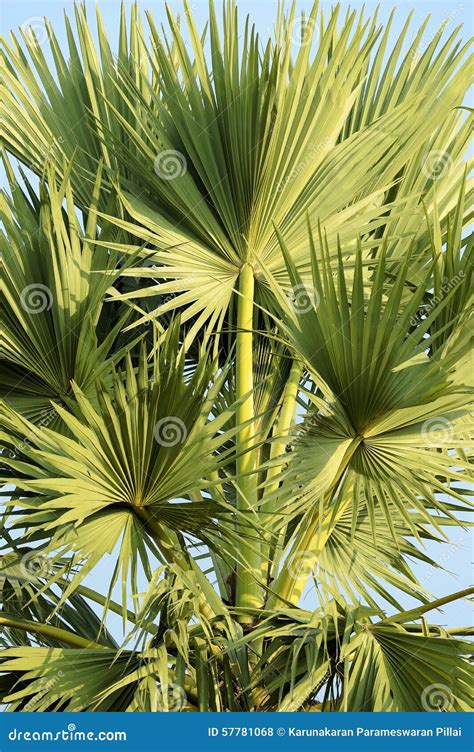 palmyra palm leaves   top stock image cartoondealercom