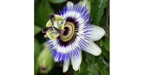 Синя Пасифлора / Passiflora Cerulea