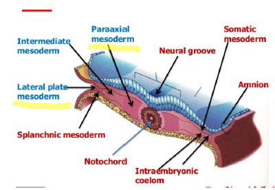 1.7 Limb and Bone Development Flashcards | Quizlet