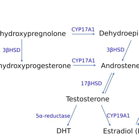 Adipose Tissue Is An Important Side For Sex Hormone Interconversions Download Scientific