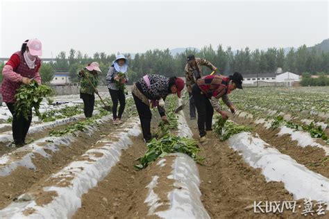 承德滦平：红薯种植促增收 助力乡村振兴 承德频道 长城网