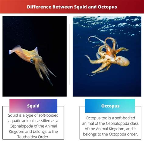 Squid Vs Octopus Difference And Comparison