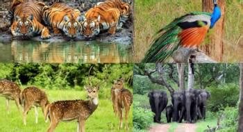 Bandipur National Park Ooty Kodaikanal Tour Package Night Days