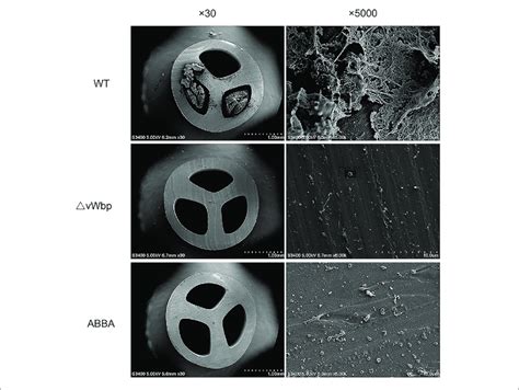 | Scanning electron microscopy of catheters inoculated with S. aureus ... 