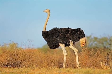 Trophy Hunting The Ostrich In South Africa