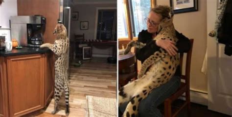 Le beau chat serval africain disparu a été retrouvé et a retrouvé son