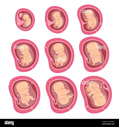 Set Of Fetal Development Moments Vector Illustration Stock Vector Image