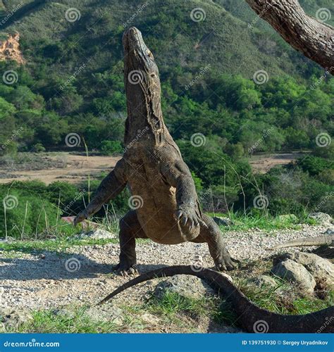 The Komodo Dragon Varanus Komodoensis Stands On Its Hind Legs And